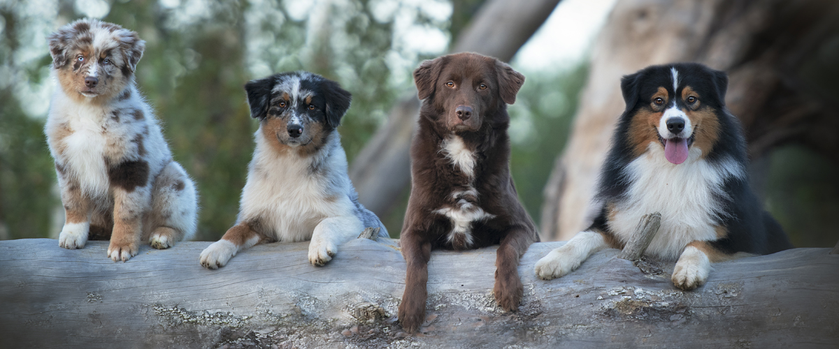 Australian shepherds