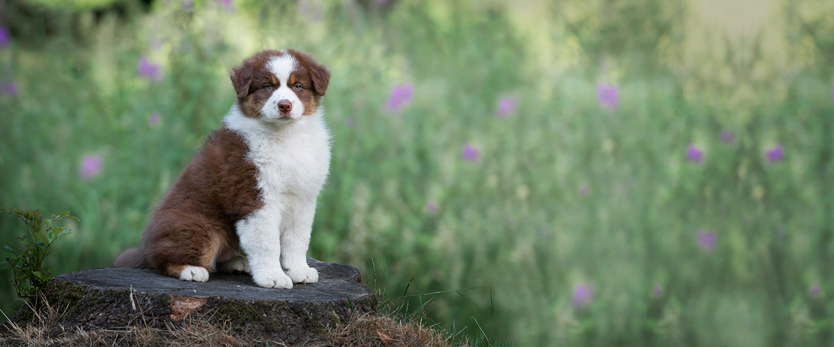 Australian shepherds