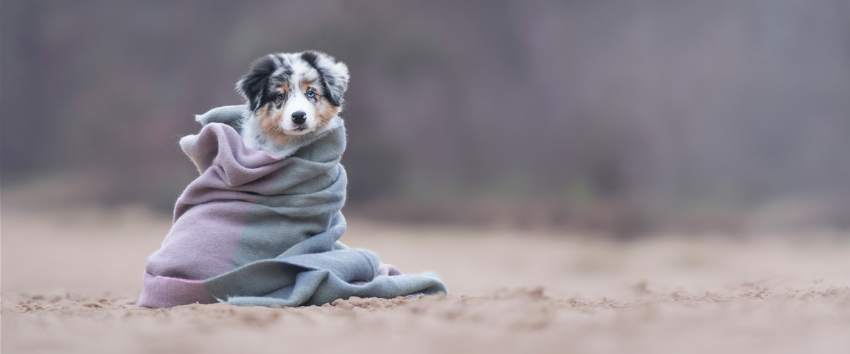 Australian shepherds