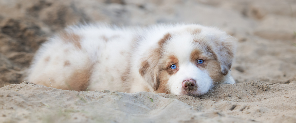 Australian shepherds