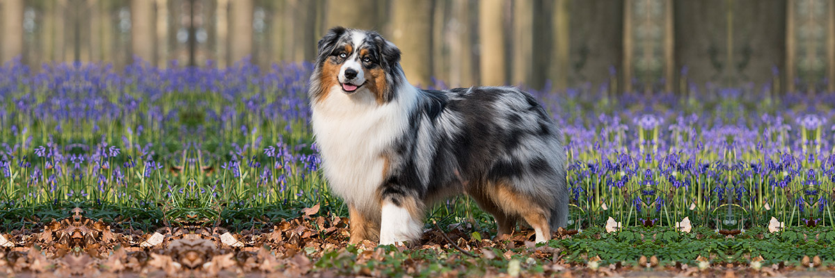 Australian shepherds