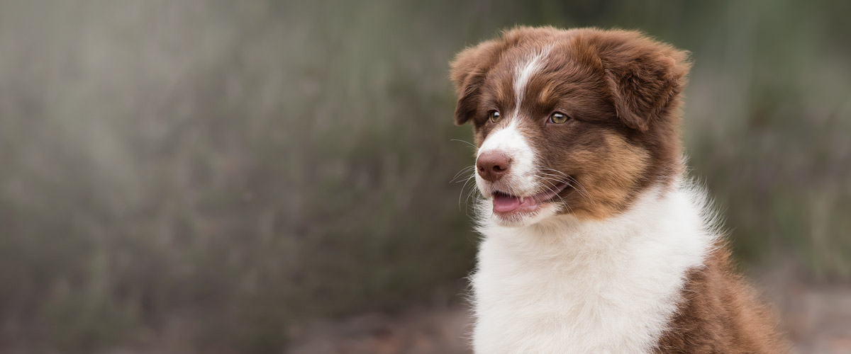 Australian shepherds