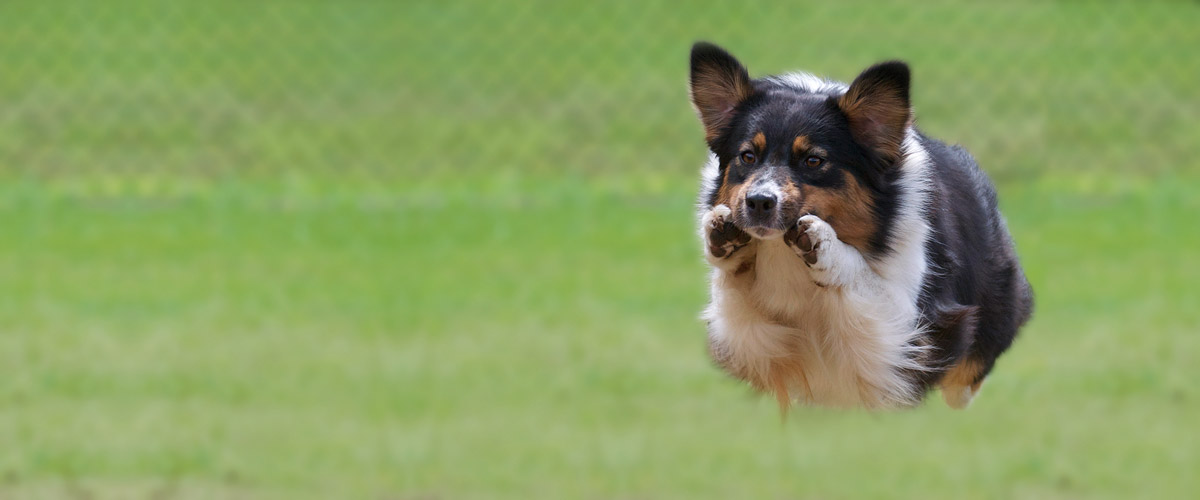 Australian shepherds