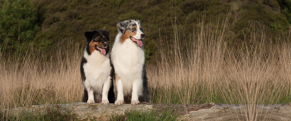 Australian shepherds