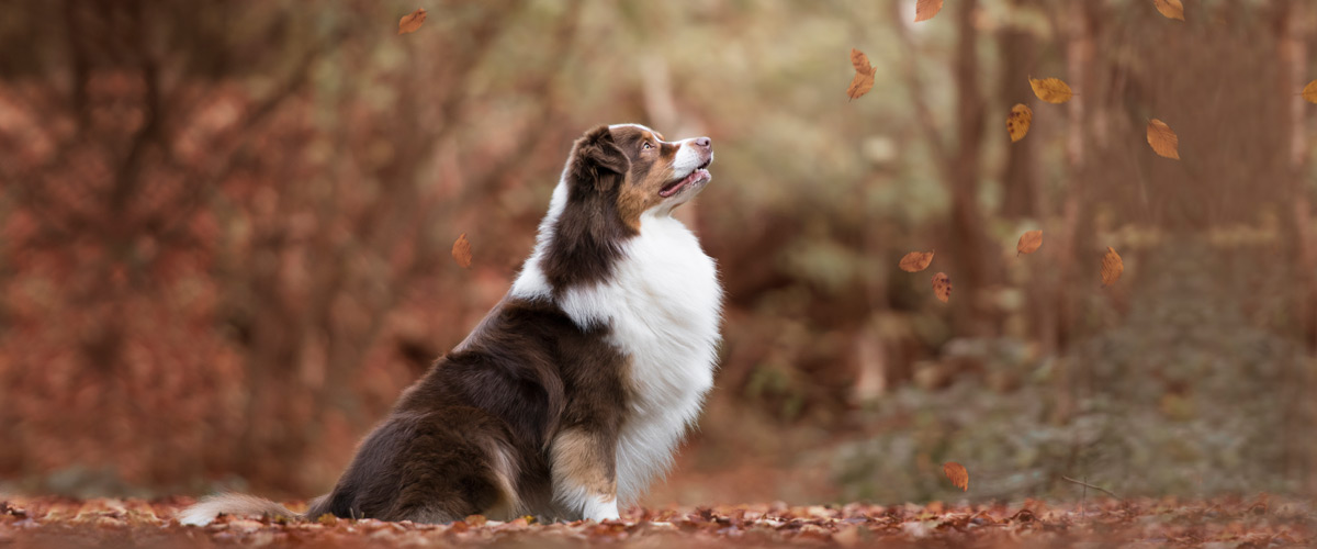 Australian shepherds
