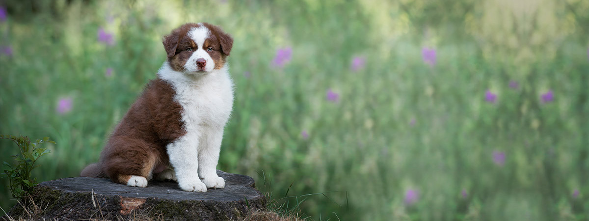 Australische herder