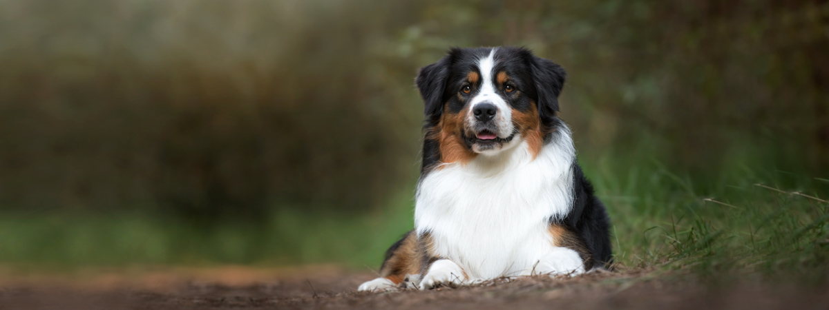 Australische herder