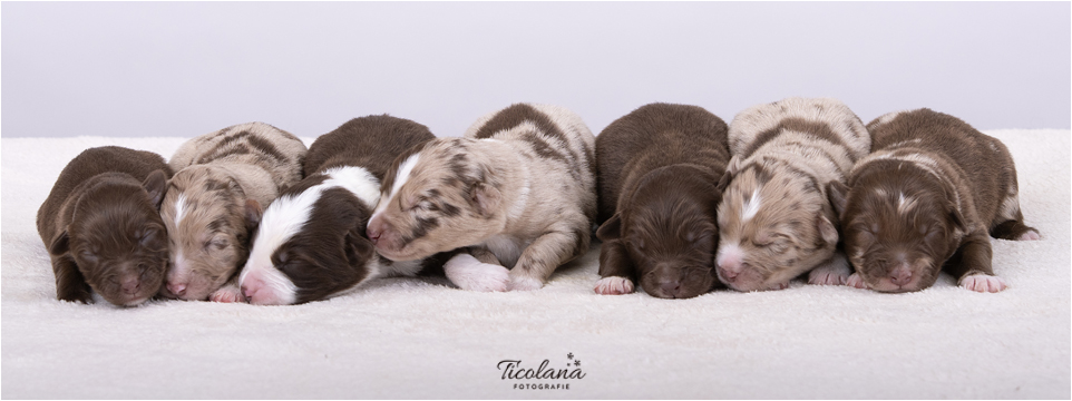 Australian shepherd pups