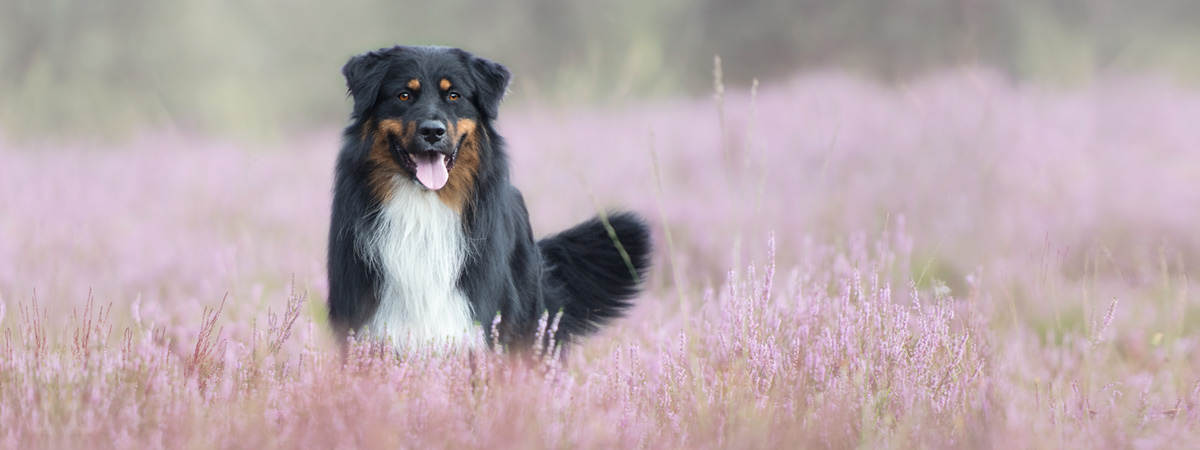 Australische herder