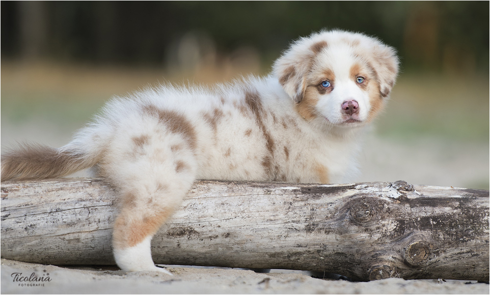 Australian shepherd pup red merle