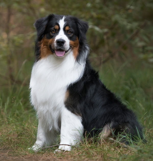  australian shepherd Orlando