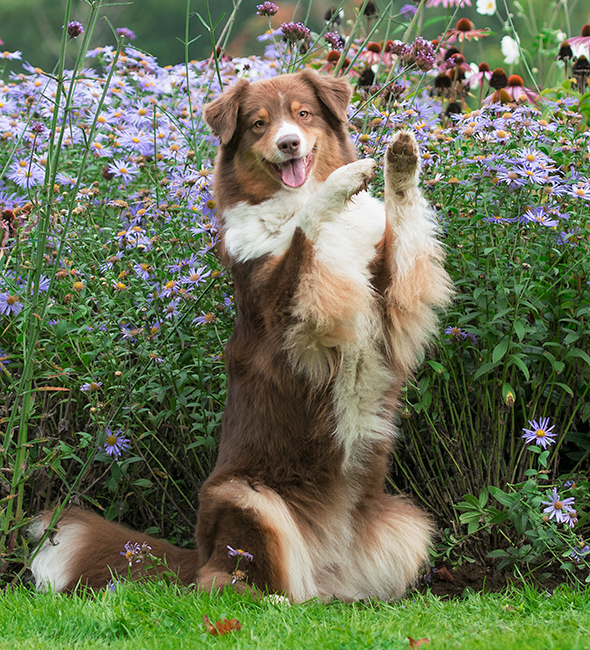 Australian Shepherd kennel