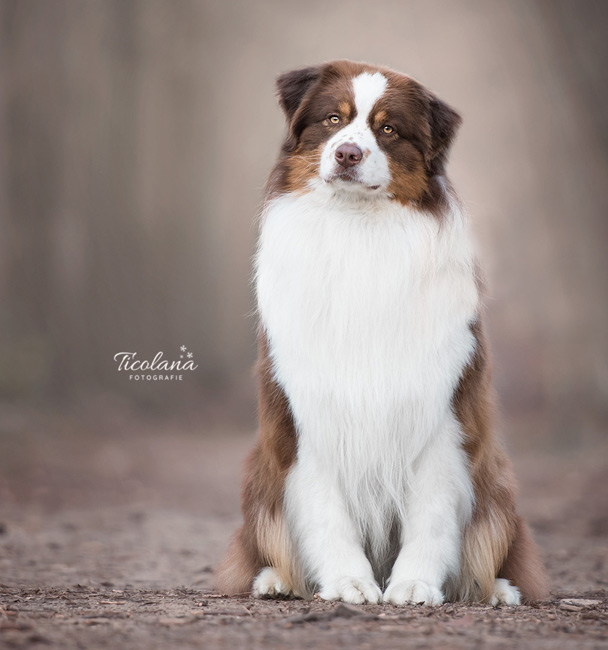  australian shepherd Cas