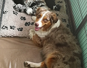 australian shepherd