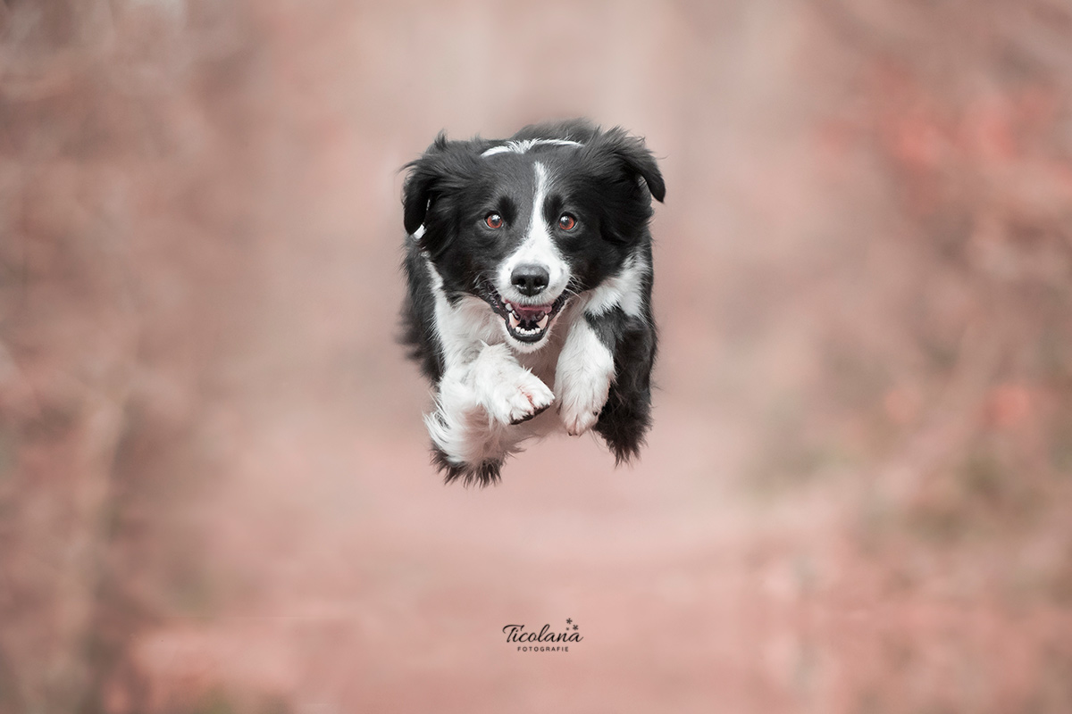 border collie