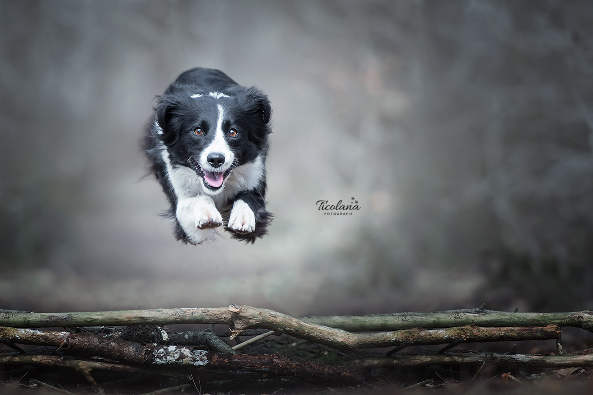 border collie