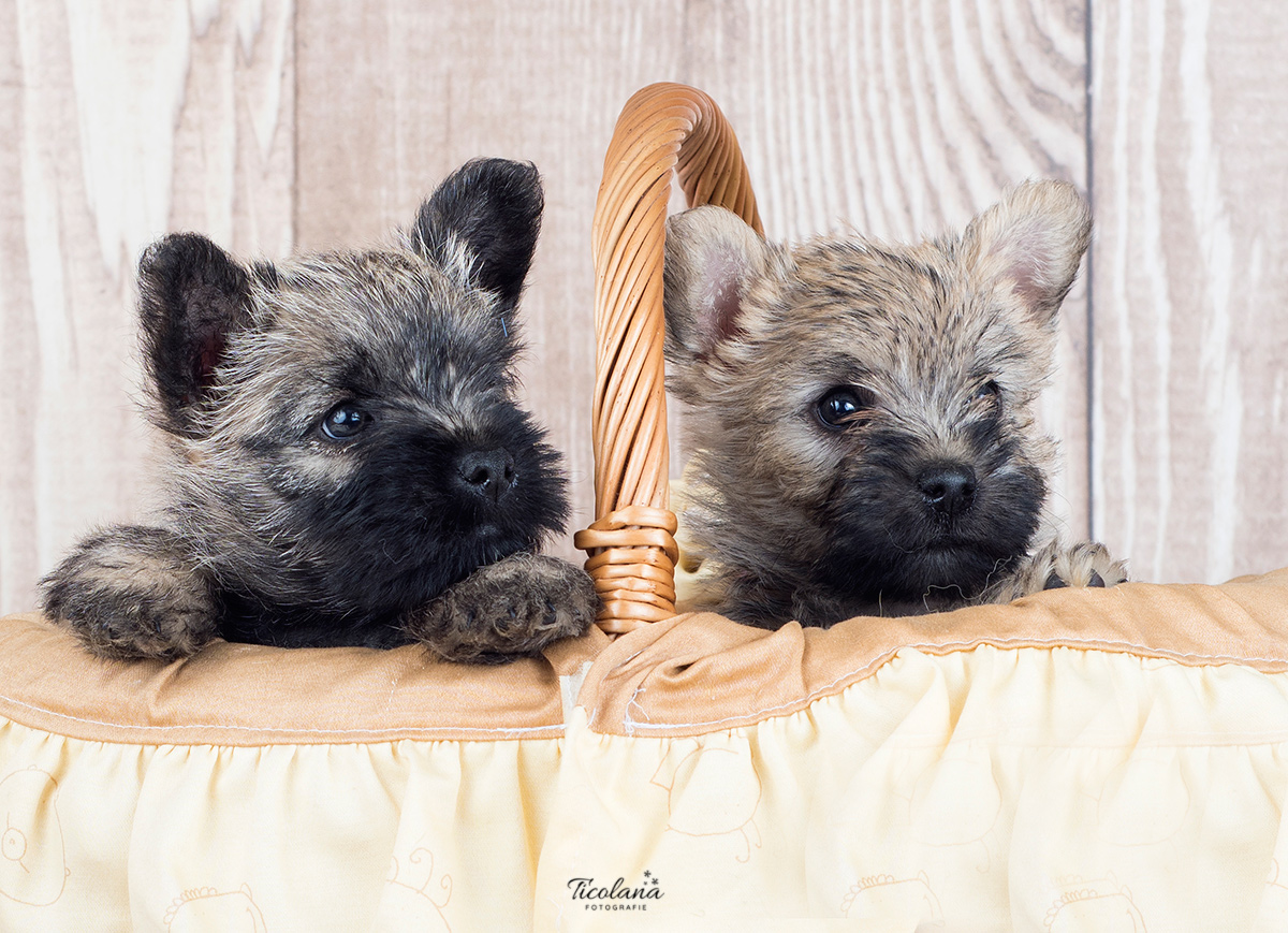 cairn terrier