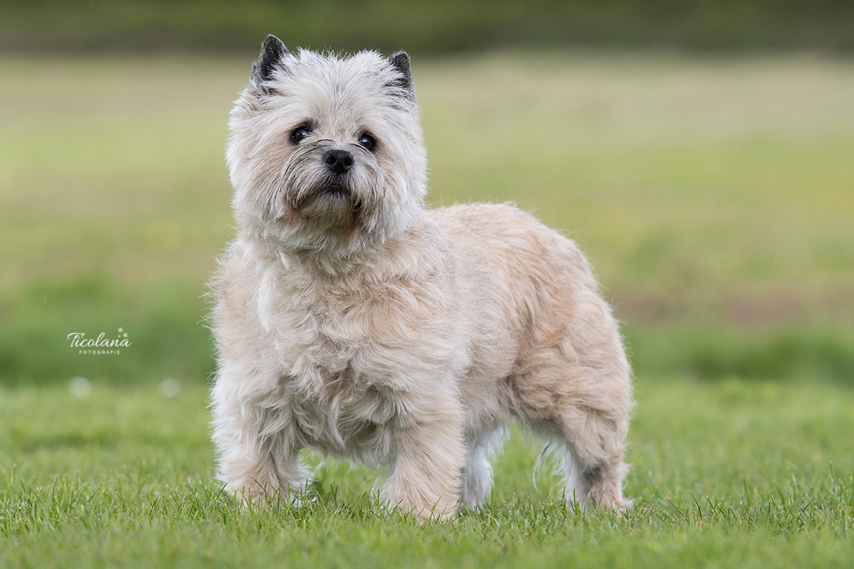 cairn terrier