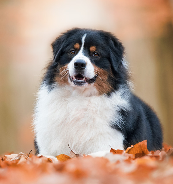  australian shepherd jack