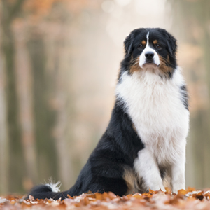 Australian shepherd Jack at 8 months old