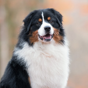 Australian shepherd Jack at 18 months old