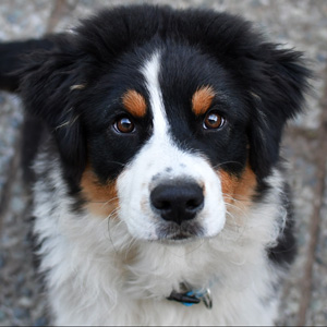 Australian shepherd Jack at 4 months old