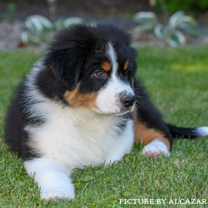 Australian shepherd Jack at 2 months old