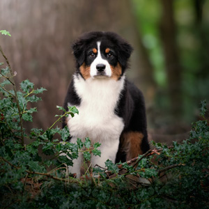 Australian shepherd Jack at 4 months old