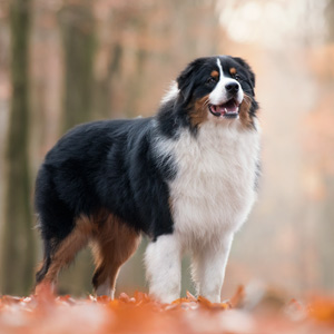 Australian shepherd Jack at 1 year old