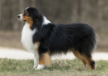 Australische herder James