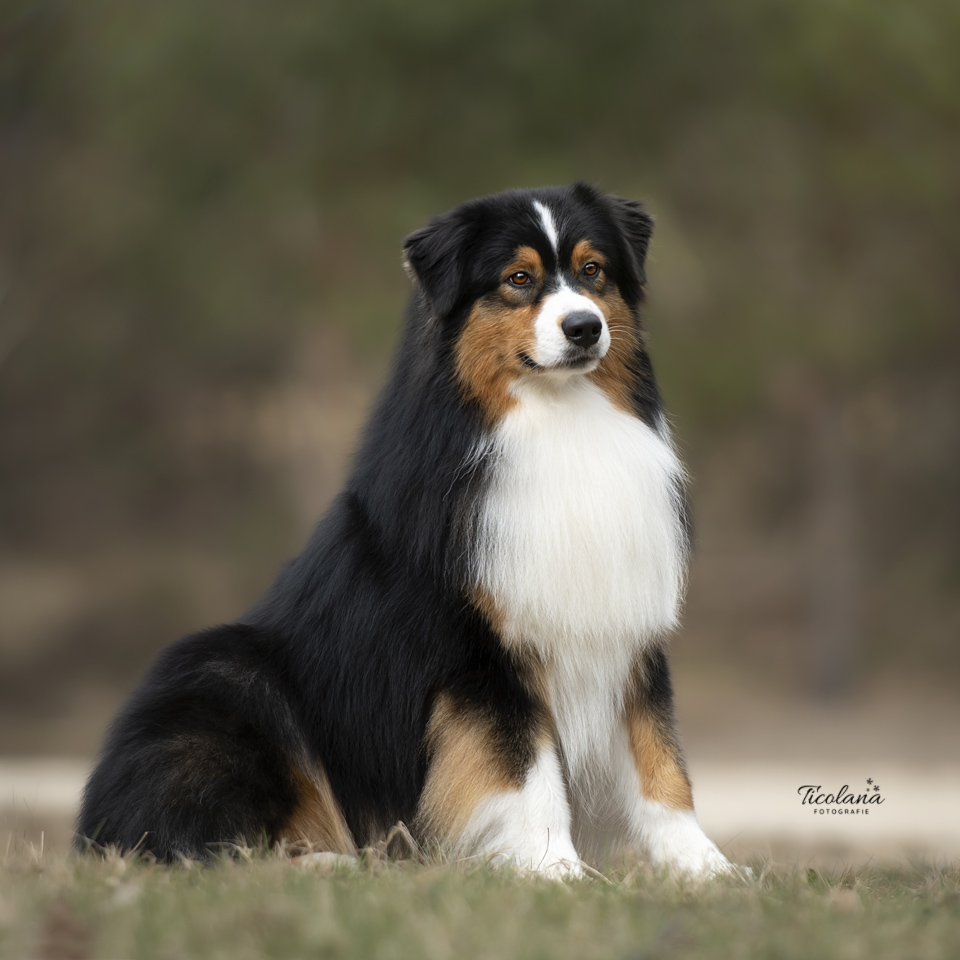 Australian shepherd James