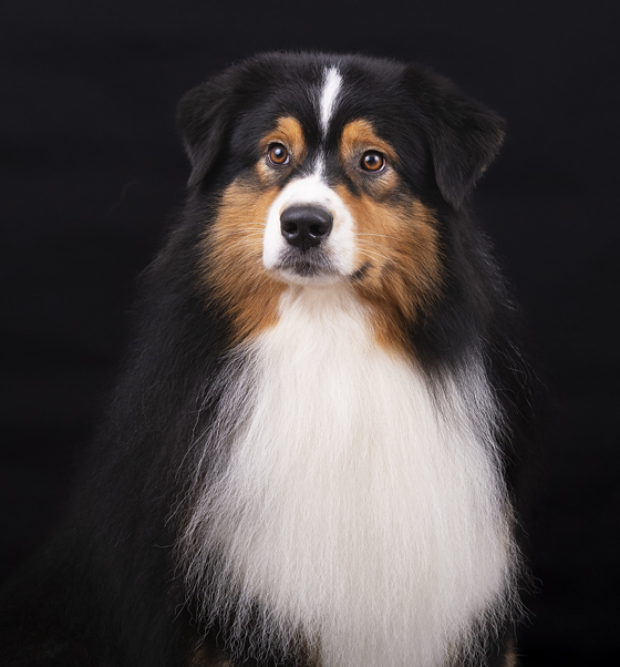  australian shepherd James