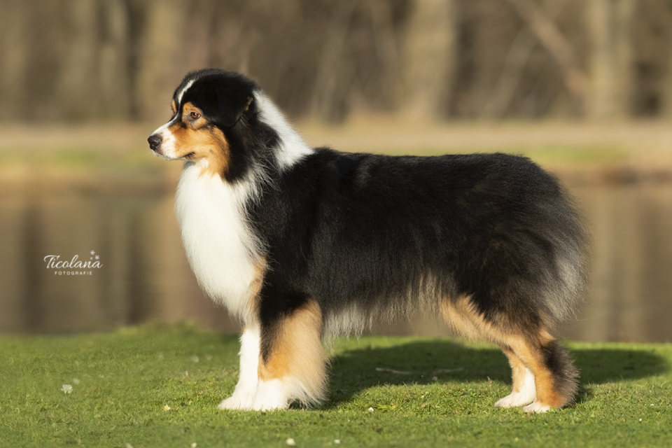 Australian shepherd James