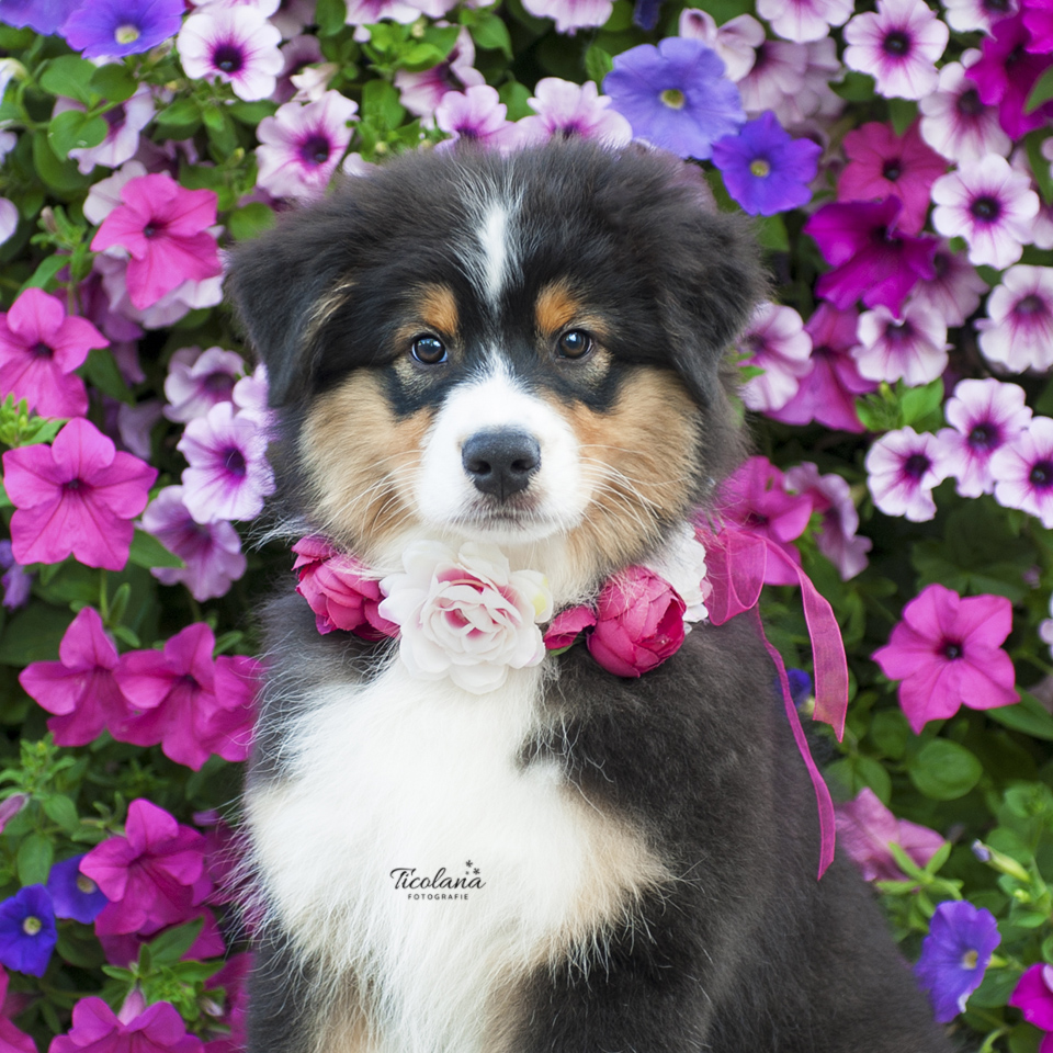 Australian shepherd James