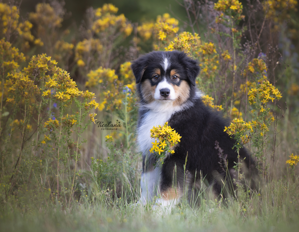 Australian shepherd James