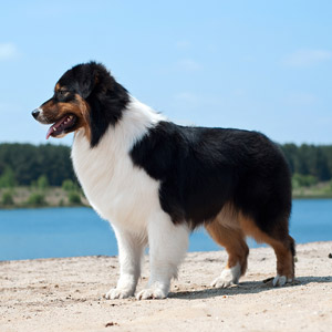 Australian shepherd Noa at 18 months old