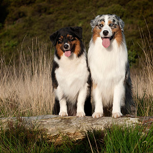 Australian shepherds Noa and Cash