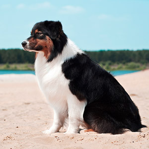 Australian shepherd Noa at 18 months old