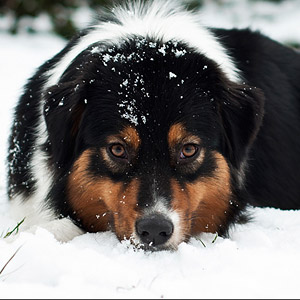 Australian shepherd Noa at 16 months old