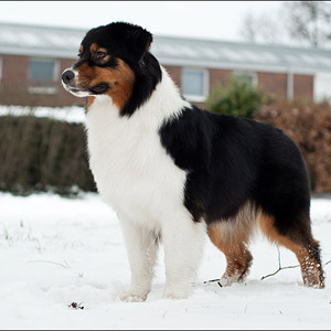 Australian shepherd Noa at 16 months old