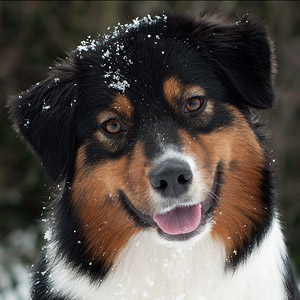 Australian shepherd  Noa at 16 months old