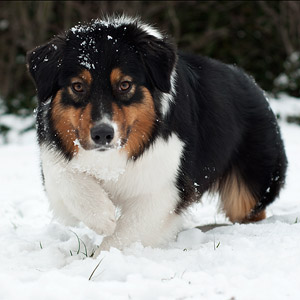 Australian shepherd  Noa at 16 months old