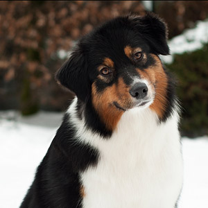 Australian shepherd  Noa at 16 months old