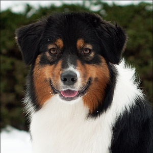 Australian shepherd  Noa at 16 months old