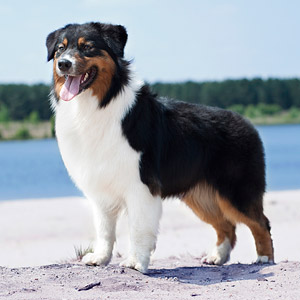 Australian shepherd  Noa at 18 months old