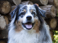 australian shepherd