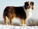 australian shepherd