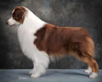 australian shepherd