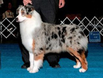 australian shepherd