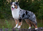 australian shepherd